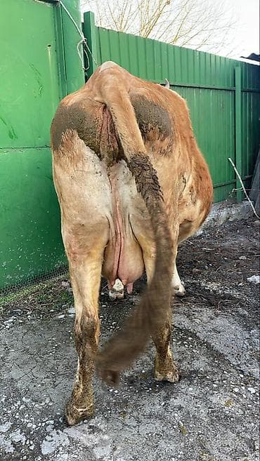 Үй жаныбарлары үчүн товарлар: Сатам | Уй (ургаачы) | Симментал | Сүт алуу үчүн — 4