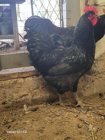 токмок кошка: Молодые петушки Джерсийского гиганта 8-9 мес.(по 2500-00 сом) — 3