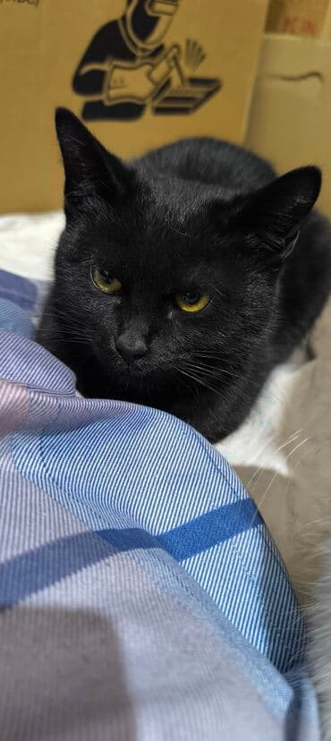 золотая шиншилла бишкек: Кошка даром: Беспородная, 4 месяца, Мальчик, Приучена к лотку — 3