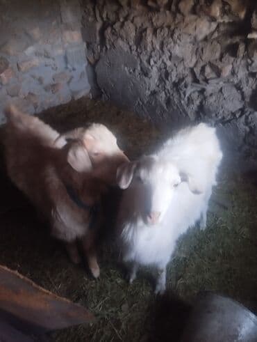 купить рабочую охотничью собаку: Продаю | Козёл (самец) | Полукровка | Для разведения — 2