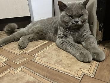 мышык парода: Скотиш Страйт (Шотландиялык тик кулактуу), 6 айлык, Ургаачы — 4