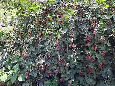 пленки для клубники: Лохнес сорту Ежевика садовая (саженцы/кустовые посадки) - Культура — 10