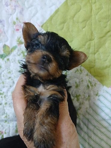 ящик бишкек: Йоркшир терьер, 1 айлык, Эркек, Ит тегин тастыктоочу документ — 3
