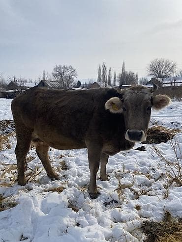 Продаю | Корова (самка) | Алатауская | Для разведения