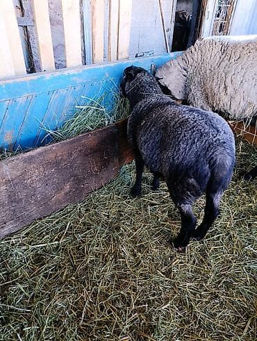бараны рамановские: Продаю | Ягненок | Романовская | Для разведения, На забой, Для шерсти — 5