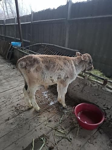 4 5мм: Сатам | Музоо | Швиц | Бордоп семиртүү үчүн — 1