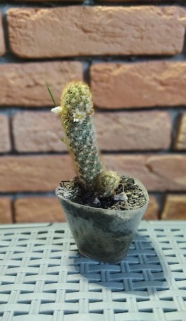 Диффенбахии: 1)Кактус Эхинопсис ( цветет часто, вместе с коричневым горшочком — 6