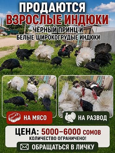 Животные: Продаю | Индюшка (самка) | Черный принц | На забой | Племенные — 1