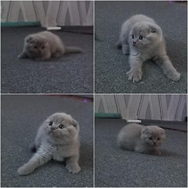 котята сиамской кошки: Шотландский вислоухий котёнок (Scottish Fold), окраса голубой/серый — 1