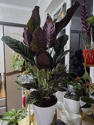 жу: Кактусы в декоративных горшках. Варианты: - Композиции из нескольких — 9