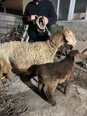 порода: Продаю | Овца (самка) | Арашан — 1