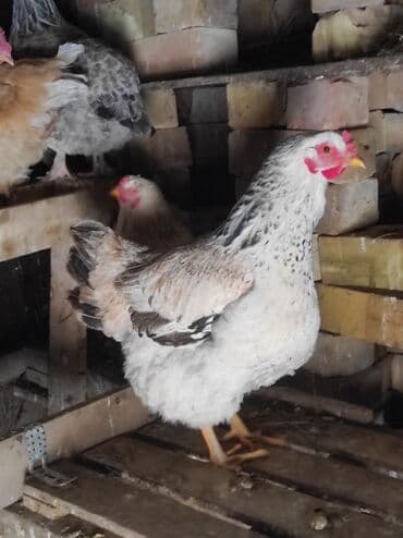 куры доминанты: Продаю | Петух, Куры | Домашняя | На забой, Для разведения — 2