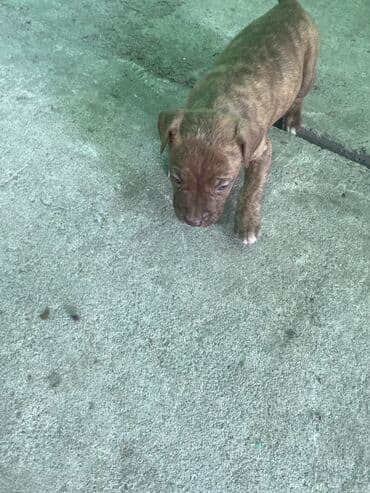 животные в добрые руки: Амстафф, 2 месяца, Самка, С прививкой — 6