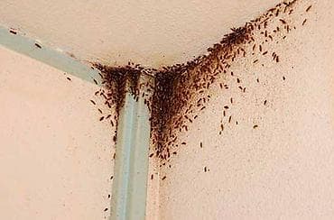 Клининговые услуги: Дезинфекция, дезинсекция, | Тараканы, | Дома, Кафе, магазины, Подъезды — 3