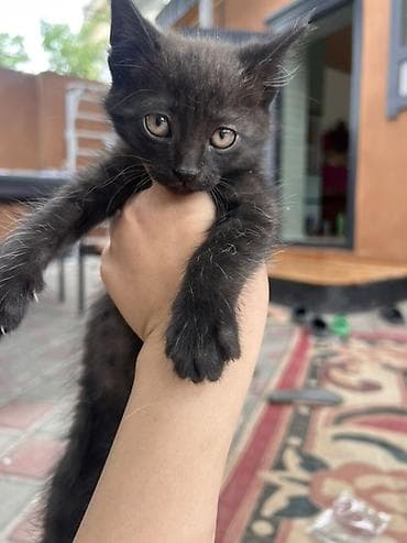 scottish fold: - Окрас: серый чёрная - порода: британская - Возраст: примерно 3 — 4