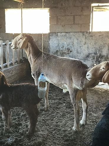 собака шенки: Продаю | Баран (самец) | Для разведения | Племенные — 5