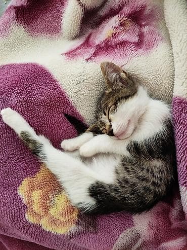 ищу котика: Ищу надёжную семью для бездомного котика. Она очень спокойная — 3