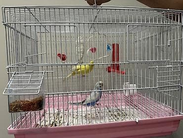 Продаю два волнистых попугая один мальчик одна девочка состояние