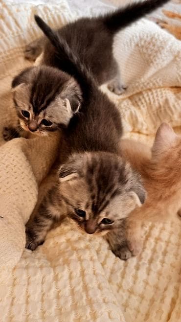 британская кошка цена бишкек: Начинаем бронирование !!!! Шотландские котята скоттиш страйт и — 6