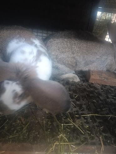Другие животные: Продаю кролов цена договорная — 3