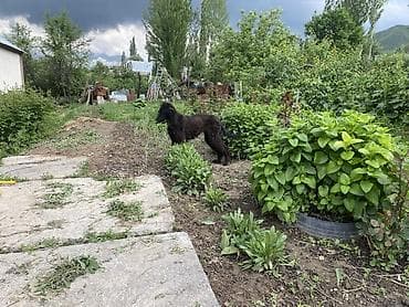 husky dog: Собака даром: 11 месяцев, Самка — 1