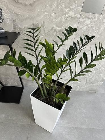 цветок зензи: Замиокулькас (Zamioculcas zamiifolia) в высоком современном кашпо - — 1