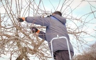 мини леса: Обрезка Плодовых 
Обрезка Хвойных
Делаем Качественно
+Обработка — 3