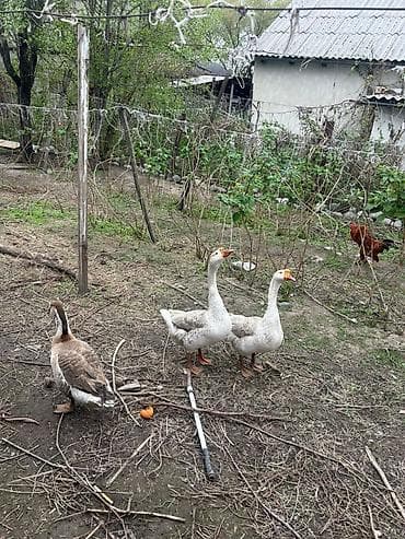 Животные: Домашние гуси, стадо из 3 голов. - Породы/окрасы: два — 2