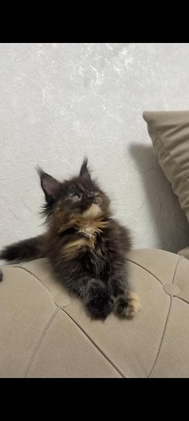 Продажа кошек: Порода: мейн-кун . Возраст: 3.5месяца Описание: - Пушистая длинная — 2