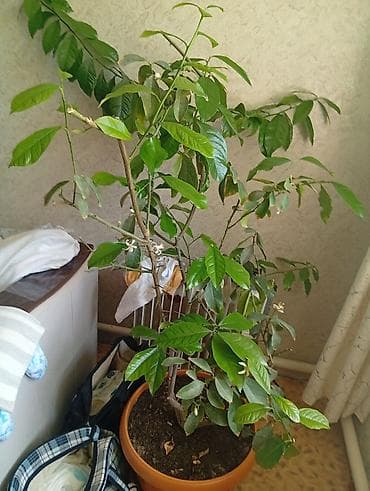 сансевиерия зеленая: Цитрус в кадке (домашнее дерево) - Большое комнатное цитрусовое — 2