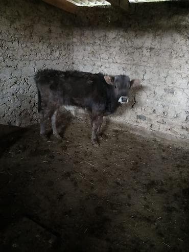 ангус купить: Продаю | Музоо, торпок — 6