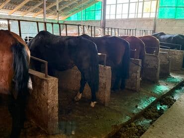 собака доберман сколько стоит: Продаю | Кобыла (самка) | Рабочий — 2