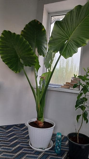 листы контейнер: Алоказия крупнокорневищная (Alocasia macrorrhizos, «Слоновье ухо») в — 2