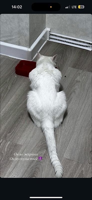 Кошки: Ангорская, 1 год, Мальчик, Белый — 4