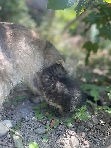 Мышыктар: Котенок! Мальчик ! Ласковый ! Добрый ! Очень спокойный ! Умный ! Ходит — 7