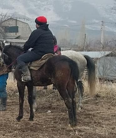 кон: Продаю | Жеребец | Полукровка | Конный спорт | Племенные — 5