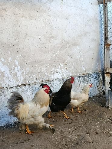 бройлер чожо: Сатам | Тооктор, Короздор, Балапандар | Жарым брама, Бройлер, Тебиштирүүчү | Союуга, Көбөйтүү үчүн, Жумуртка туудуруу үчүн — 4