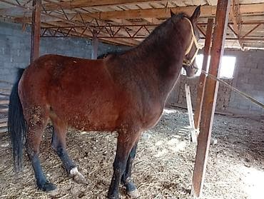 ячмень семеной: Продаю | Кобыла (самка) | Рабочий | Племенные — 2