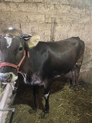 мел для животных: Продаю | Корова (самка) | На забой, Для разведения | Привязанные — 1