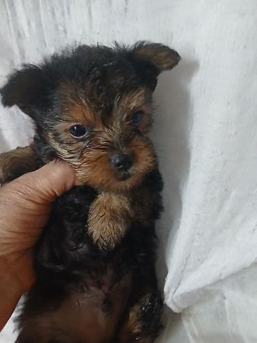 далматинец цена бишкек: Йоркширский терьер, 1 месяц, Самец, С родословной — 4