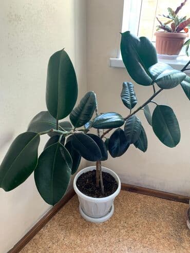 диффенбахия купить: 2 фикуса в горшке и 1 диффенбахия. про фикусы: Высота 1.5 - 2 метра — 11