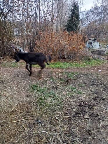 ат жабдыктары фото: Коделек менен — 2