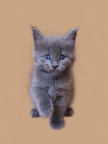 кошкин дом: Предоставляются к бронированию крупные котята породы мейн-кун от — 1