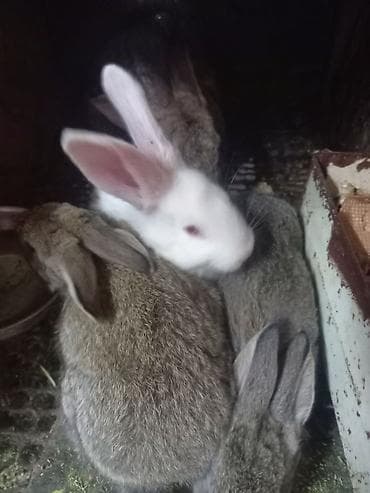 Грызуны: Кролики 45 дней серые 3 шт и 1 черный — 3