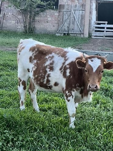 продаю хомяка: Продаю | Тёлка | Швицкая, Симментальская | Для разведения — 1