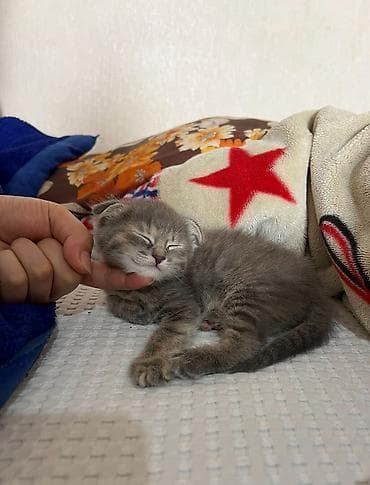 ящики бу: Котенок 1,5 месяца Шотландский веслоухая (девочка) Проверялись у — 2