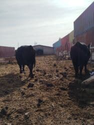 показы 1 354 72 договорная кошка даром британская короткошёрстная 1 год мальчик метис 2 позвонить написать: Продаю | Бык (самец) | Ангус | Для разведения | Племенные — 5