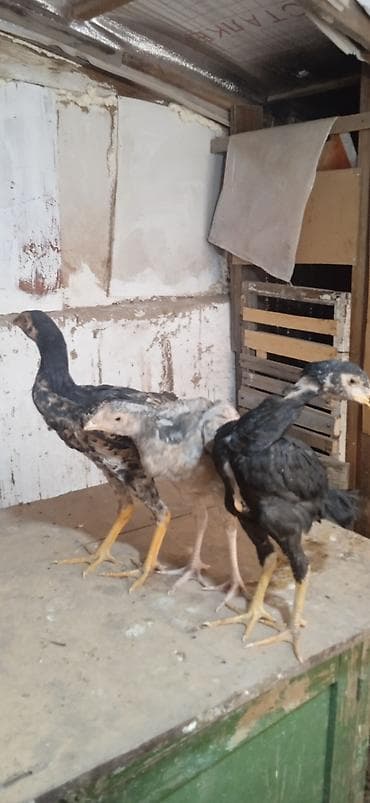 Дакан жожо мекиштер сатылат 4 айлык жакшы заттан баасы 1200 сомдон — 4