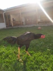 Продаю | Петух | Бойцовая | Для разведения