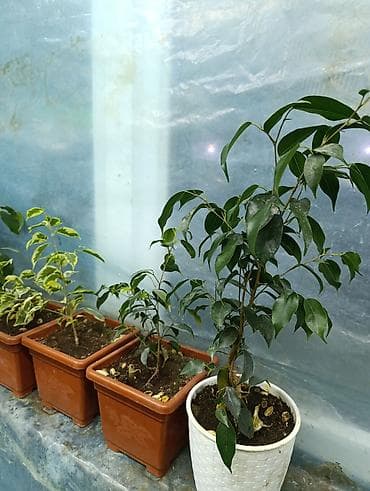 комнатные растения в бишкеке купить цена оптом и в розницу: Продаются цветы, разные виды, сорта, большие и маленькие домашние и — 6